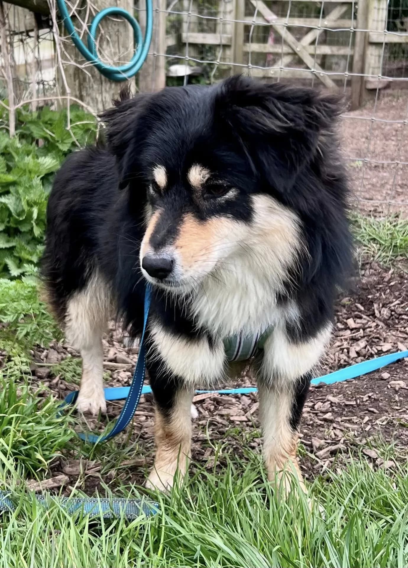 Rosie — Mixed Breed