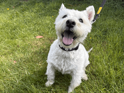 Oliver — West Highland White Terrier