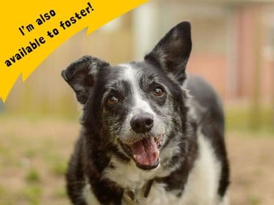 Swift — Border Collie