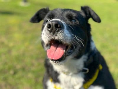Melon — Border Collie