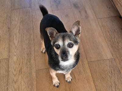 Minty — Chihuahua Cross