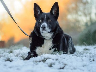 Ollie — Border Collie