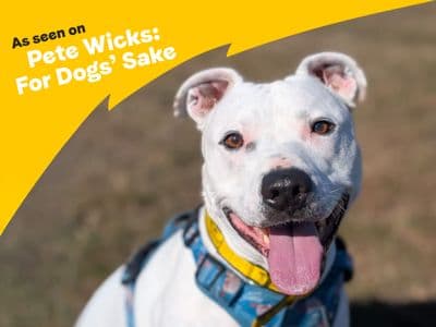 Tetley — Staffordshire Bull Terrier Cross