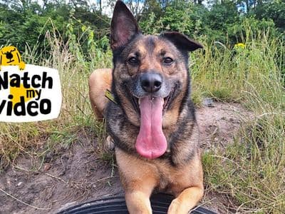 Nala — Belgian Malinois Cross