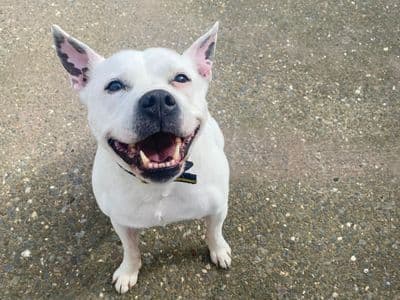 Cooper — Staffordshire Bull Terrier Cross