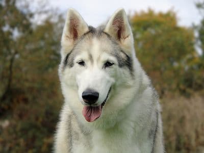 Sky — Siberian Husky