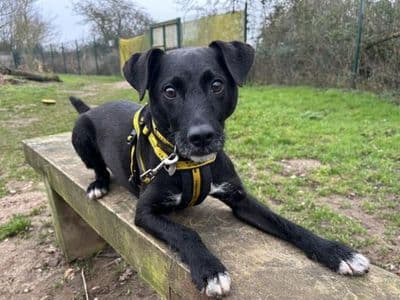 Archie — Patterdale Terrier