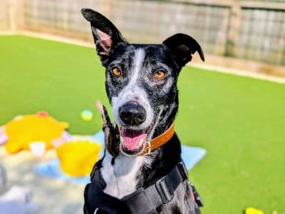 Cedric — Lurcher Cross