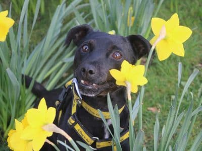 Belle — Patterdale Terrier