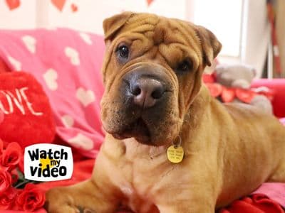 Edie — Shar Pei Cross