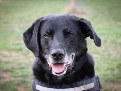 Tobias — Labrador Retriever Cross