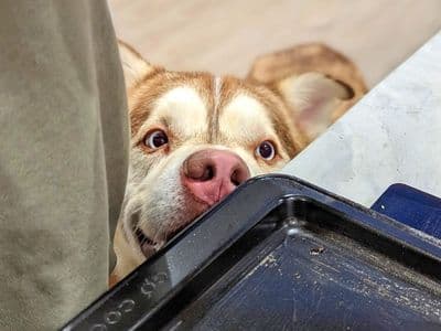 Forest — Siberian Husky Cross