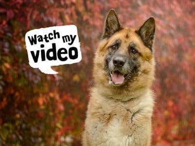 Deki — German Shepherd Cross