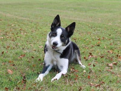 Tilly — Border Collie