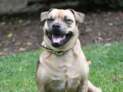 Bella — Jack Russell Terrier Cross