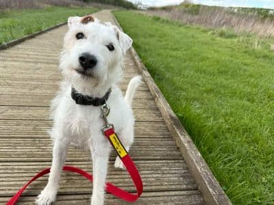 Eddie — Parson Russell Terrier