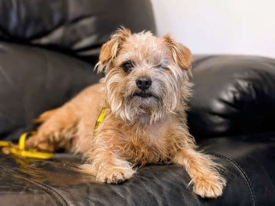 Freddy — Border Terrier Cross