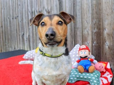 Mario — Jack Russell Terrier