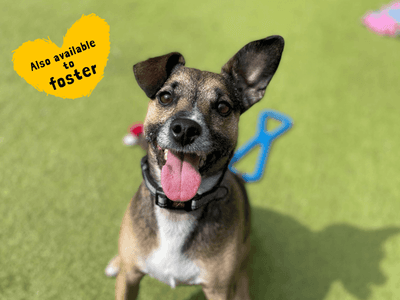 Scrappy — Jack Russell Terrier Cross