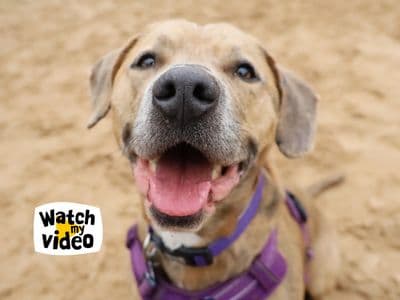 Milo — Staffordshire Bull Terrier Cross