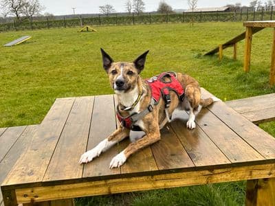 Rocket — Border Collie Cross