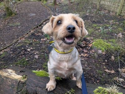 Duke — Yorkshire Terrier