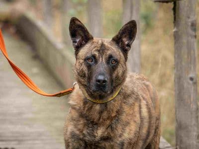Lady Ruby Waggington — Dutch Shepherd Cross