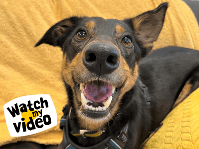 Olly — Border Collie Cross