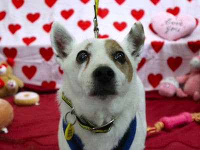 Jesse — Jack Russell Terrier