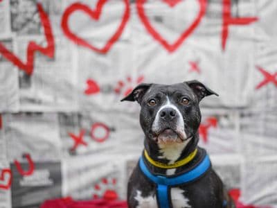 Stella — Staffordshire Bull Terrier Cross