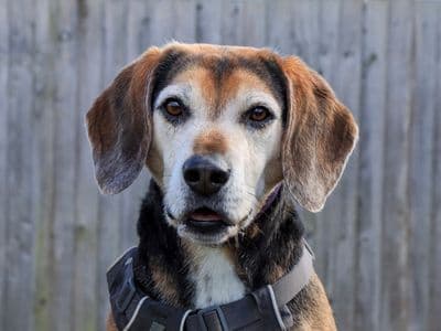 Milo — Beagle Cross