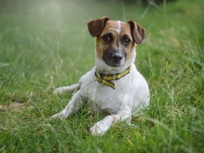 Sammy — Jack Russell Terrier