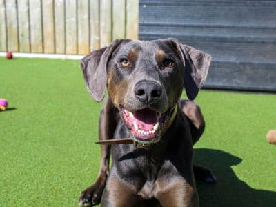 Norman — Dobermann Cross