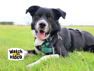 Domino — Border Collie Cross