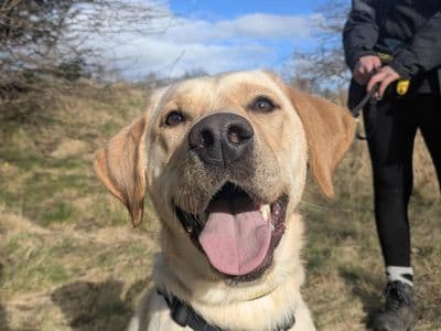 Alvie — Labrador Retriever