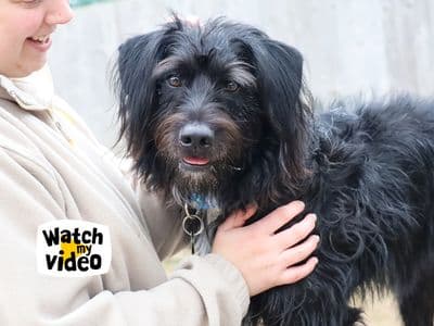 Bobby — Mixed Breed