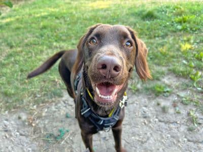 Andy Pandy Pudding and Pie — Springer Spaniel
