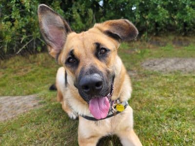 Mara — German Shepherd Cross