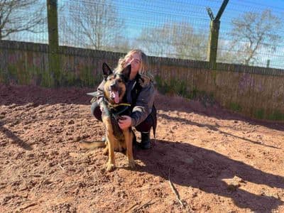 Harry — German Shepherd Cross