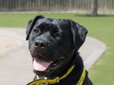 Cherry — Staffordshire Bull Terrier Cross