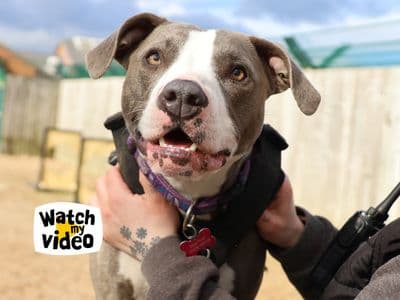 Ivy — Staffordshire Bull Terrier Cross