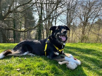 Georgia — Border Collie Cross