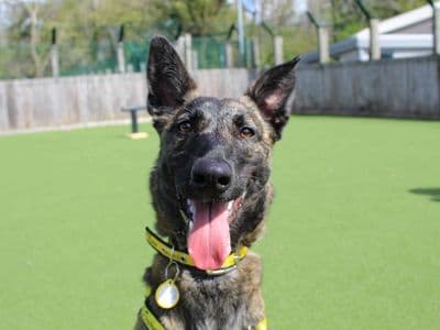 Meadow — Belgian Malinois Cross