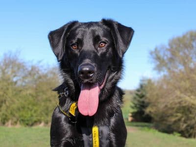 Toby — German Shepherd Cross