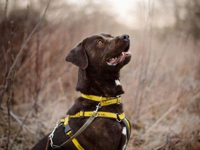 Copper — Labrador Retriever Cross