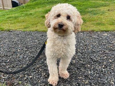 Galloway — Cocker Spaniel Cross