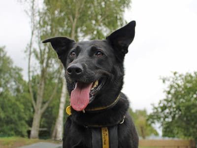 Nala — German Shepherd Cross