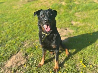 Pax — German Shepherd Cross