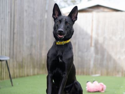 Haze — Belgian Malinois Cross