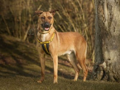 Johnny — Belgian Malinois Cross